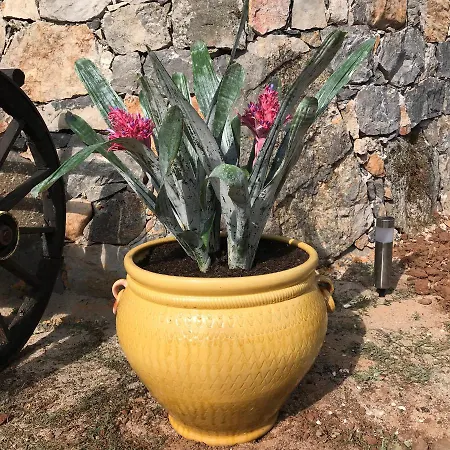 Casal Nogueiras, De Charme Agradaveis E Acolhedoras