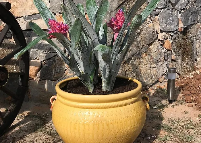 Casal Nogueiras, De Charme Agradaveis E Acolhedoras